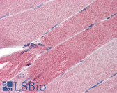 Anti-SLIM / FHL1 Antibody (aa51-100) IHC-plus LS-B3484