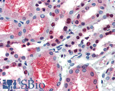 Anti-PAX7 Antibody (aa167-216) IHC-plus LS-B3490