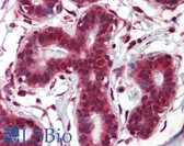 Anti-NOTCH4 Antibody (aa371-420) IHC-plus LS-B3498