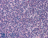 Anti-PML Antibody (aa588-637) IHC-plus LS-B3501