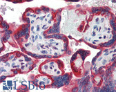 Anti-SP3 Antibody (aa287-336) IHC-plus LS-B3502