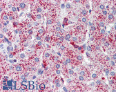 Anti-SP4 Antibody (C-Terminus) IHC-plus LS-B3521