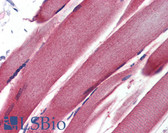 Anti-GSTM2 Antibody (aa71-120) IHC-plus LS-B3545