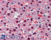 Anti-BMPER Antibody (aa501-550) IHC-plus LS-B3566