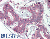 Anti-VEGFA / VEGF Antibody (clone VG-1) IHC-plus LS-B3579