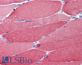 Anti-MYL2 Antibody (clone AT3B2) IHC-plus LS-B3584