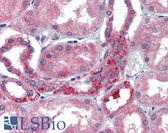 Anti-RNH1 Antibody (clone AT1H23) IHC-plus LS-B3585