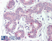 Anti-FOXA1 Antibody (C-Terminus) IHC-plus LS-B3596