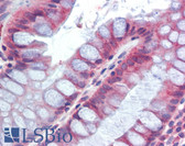 Anti-FIZZ1 / RELM-Beta Antibody (Internal) IHC-plus LS-B3609