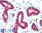 Anti-PRMT1 Antibody (C-Terminus) IHC-plus LS-B3620