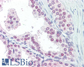 Anti-UBC / Ubiquitin C Antibody (C-Terminus) IHC-plus LS-B3621