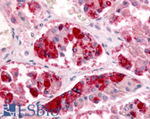 Anti-GPR151 Antibody (Extracellular Domain) IHC-plus LS-A486