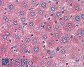 Anti-TSLP Antibody (Internal) IHC-plus LS-B3640