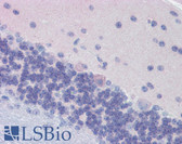 Anti-GNAO1 Antibody (aa345-354) IHC-plus LS-B3655