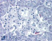 Anti-Ghrelin Antibody (N-Terminus) IHC-plus LS-B3661