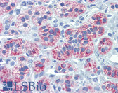 Anti-DIABLO / SMAC Antibody (clone 79-1-83) IHC-plus LS-B3668