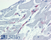 Anti-CASP9 / Caspase 9 Antibody (clone 2-22) IHC-plus LS-B3672