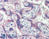 Anti-NOS3 / eNOS Antibody IHC-plus LS-B3674