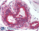 Anti-YWHAE / 14-3-3 Epsilon Antibody (N-Terminus) IHC-plus LS-B3683