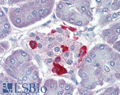 Anti-GSK3B / GSK3 Beta Antibody IHC-plus LS-B3691