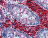 Mouse Anti-Human IgA Secondary Antibody (clone AD3) LS-B3728
