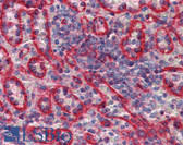 Anti-HLA-E Antibody (clone MEM-E/07) IHC-plus LS-B3730