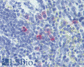 Anti-IL13 Antibody (clone A130D 12G5 1E4) IHC-plus LS-B3767