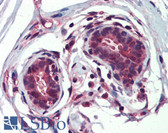 Anti-BRCA1 Antibody IHC-plus LS-B3772