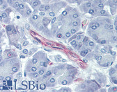Anti-CD144 / CDH5 / VE Cadherin Antibody (clone 16B1) IHC-plus LS-B3780