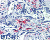 Anti-CD163 Antibody (clone GHI/61) IHC-plus LS-B3781