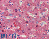 Anti-FGB Antibody (clone 1F9) IHC-plus LS-B3863