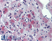 Anti-GLE1 Antibody (C-Terminus) IHC-plus LS-B3868
