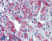 Anti-GLE1 Antibody (Internal) IHC-plus LS-B3869