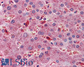 Anti-ALCAM / CD166 Antibody (clone 3F8B12) IHC-plus LS-B3882
