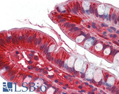 Anti-APOA4 Antibody (aa21-396, clone 2D1C9) IHC-plus LS-B3885