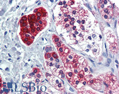 Anti-PPARG / PPAR Gamma Antibody (aa170-270, clone 3A4A9, 1E6A1) IHC-plus LS-B3892
