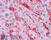 Anti-NT5E / eNT / CD73 Antibody (clone 1D7) IHC-plus LS-B3897