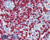 Anti-MPO / Myeloperoxidase Antibody (clone 9B12G7) IHC-plus LS-B3899
