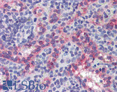 Anti-NOS3 / eNOS Antibody (clone 6H2) IHC-plus LS-B3902