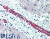 Anti-KRT8 / CK8 / Cytokeratin 8 Antibody (C-Terminus, clone R15-K) IHC-plus LS-B3915
