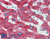 Anti-KRT18 / CK18 / Cytokeratin 18 Antibody (C-Terminus, clone R20-H) IHC-plus LS-B3919