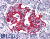 Anti-GRB2 Antibody (C-Terminus) IHC-plus LS-B3923