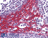 Anti-FOXO3 / FOXO3A Antibody (C-Terminus) IHC-plus LS-B3932
