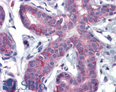 Anti-PPARD / PPAR Delta Antibody (C-Terminus) IHC-plus LS-B3934