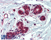 Anti-IDE Antibody (Internal) IHC-plus LS-B3954