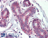 Anti-IMPDH1 Antibody (N-Terminus) IHC-plus LS-B3957