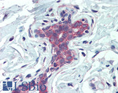 Anti-EPB41L2 Antibody (aa593-604) IHC-plus LS-B3961