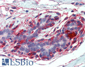 Anti-EPB41L2 Antibody (aa347-357) IHC-plus LS-B3962