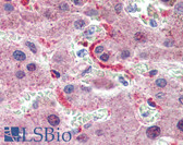 Anti-GPSM2 / LGN Antibody (aa72-121) IHC-plus LS-B3996