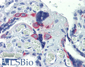 Anti-ZNF71 Antibody (C-Terminus) IHC-plus LS-B4003